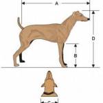 Правилно измерване големината на куче при избор на Къща за куче
